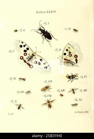 Iacobi Christiani Schaefferi s.s. theologiae et philosophiae doctoris icones insectorum circa Ratisbonam indigenorum, Ratisbonae, Typis Breitfeldianis, MDCCLXXIX [1766-1779], Allemagne, insectes, œuvres picturales, Ratisbonne, l'illustration présente un arrangement détaillé de divers insectes et papillons, étiquetés avec des numéros de figures correspondants. En évidence, un papillon frappant avec des motifs semblables à des yeux sur ses ailes, ainsi que de nombreuses espèces plus petites, y compris des coléoptères, des abeilles et des mouches. Chaque insecte est rendu avec une attention méticuleuse aux détails anatomiques, mettant en valeur leur plongée Banque D'Images