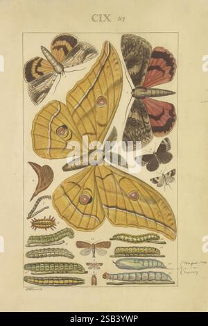 Lépidoptères, manuscrit, entre 1873-1883?, lépidoptères, cycles de vie, manuscrits, œuvres picturales, insectes, papillons, l'œuvre présente une variété de papillons de nuit et de papillons, mettant en valeur leurs dessins complexes et leurs couleurs vibrantes. Au centre, un grand papillon jaune saisissant affiche des taches oculaires proéminentes sur ses ailes. Autour de ce spécimen se trouvent plusieurs papillons et papillons de nuit plus petits, chacun présentant des motifs et des couleurs uniques, y compris des nuances de brun, d'orange et de crème. En outre, des chenilles à différents stades de développement sont illustrées sous les insectes ailés, affichant le Banque D'Images