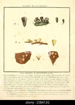 Herbier de la France. 1-48. Paris, chez l'auteur, Didot, Debure, Belin, 1780-93. Plantes, France, champignons, plantes médicinales, plantes toxiques, The New York Botanical Garden, œuvres picturales, cette illustration présente une étude détaillée de diverses espèces de lentilles, étiquetées avec des lettres pour indiquer différentes variations et caractéristiques. La section supérieure présente une série de gousses de lentilles, soulignant leurs formes et textures uniques. Ci-dessous, une représentation plus complexe se concentre sur les sections transversales de ces gousses, révélant la structure interne et les graines. Le texte d'accompagnement, en français, fournit scientifi Banque D'Images