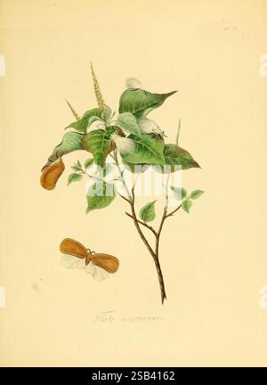 Histoire naturelle des insectes de Chine, 1842. Chine, insectes, arthropodes, arthropodes, l'illustration présente un spécimen botanique vibrant avec des feuilles vertes détaillées mettant en valeur diverses nuances et textures. Accompagnant le feuillage sont de délicates fleurs blanches, complétées par une tige mince qui soutient l'ensemble de l'arrangement. De plus, deux papillons de nuit flottent au-dessus des feuilles, caractérisés par leurs ailes brunes frappantes qui contrastent élégamment avec la verdure environnante. Cette composition met en évidence la relation complexe entre la flore et la faune, mettant l'accent sur la beauté et la diversité o Banque D'Images