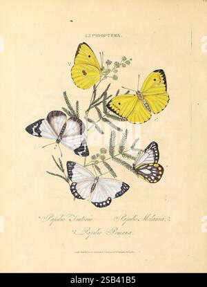 Un exemple de l'histoire naturelle des insectes de la Nouvelle-Hollande, de la Nouvelle-Zélande, de la Nouvelle-Guinée, d'Otaheite et d'autres îles des océans Indien, Sud et Pacifique, Londres, imprimé pour l'auteur et F.C. et J. Rivington, vendu également par White, Faulder, Hatchard et Symonds, 1805, Australie, Polynésie française, insectes, Nouvelle-Guinée, Nouvelle-Zélande, Tahiti Island, Edward Donovan, papillons, Papilio Teutonia, Belenois Java, Papilio Melania, Appias Melania, Papilio Pomona, Catopsilia Pomona, diversité éblouissante, une collection de papillons magnifiquement illustrés, présentant diverses espèces appartenant à Banque D'Images
