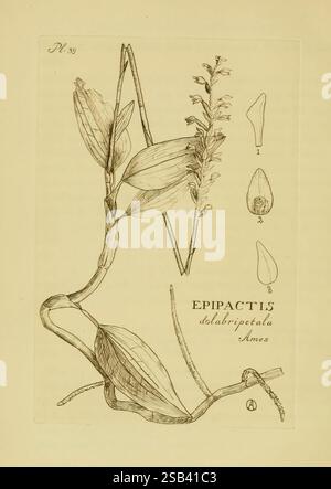 Orchidaceae, 1905-22, Monocotyledoneae, Orchidaceae, orchidées, blanche Ames, femmes dans la science, la représentation présente une illustration botanique de l'Epipactis dolabripetala, une espèce d'orchidée. Le dessin met en valeur les caractéristiques distinctes de la plante, y compris des feuilles allongées et une pointe de petites fleurs. Accompagnant l'illustration principale sont des dessins étiquetés détaillés de parties de fleurs individuelles, mettant en évidence leurs formes uniques. Cette œuvre sert de représentation scientifique, soulignant la structure complexe et la beauté de cette espèce d'orchidée. Banque D'Images