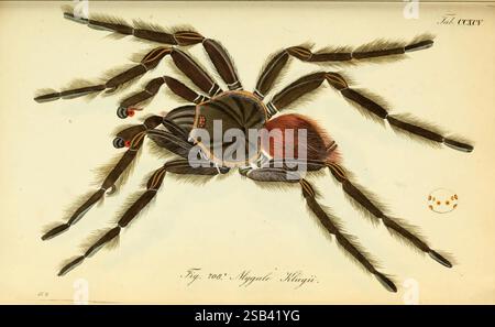 Die Arachniden, Nürnberg, in der C. H. Zeh'schen Buchhandlung, 1831-1848, arachnida, Bahia Scarlet Tarantula, Brésil, Lasiodora klugi, Mygale klugii, Une illustration détaillée d'une araignée mettant en valeur ses caractéristiques distinctives, y compris de longues jambes velues et un corps robuste. L'araignée a un céphalothorax brun rougeâtre proéminent et un large abdomen foncé orné de marques complexes. Des poils fins et délicats recouvrent ses appendices, améliorant sa texture. L'image capture l'anatomie frappante de l'araignée, avec un léger soupçon de segmentation visible sur ses jambes. Dans le coin supérieur, un petit élément circulaire h Banque D'Images