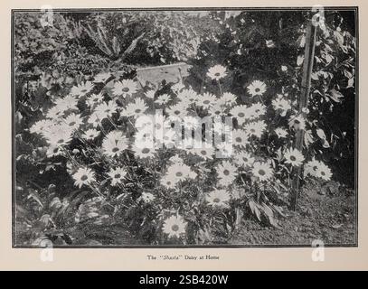 The Burbank Seed Book Santa Rosa California Flowers Seeds Santa Rosa catalogues Shasta Daisy Nursery Stock Nurseries horticulture Seed Industry and Trade Burbank Luther Company Garden Stories in Bloom, Un affichage vibrant de fleurs en fleurs remplit le cadre, mettant en valeur une scène de jardin luxuriant. Les fleurs se caractérisent par leurs pétales délicats, rayonnants de beauté et de vitalité. La verdure environnante ajoute de la profondeur et du contraste, soulignant les fleurs blanches. En arrière-plan, un soupçon de structure est visible, suggérant un jardin bien entretenu, tandis que la lumière du soleil filtre à travers, améliorant l'atmosphère sereine. T Banque D'Images