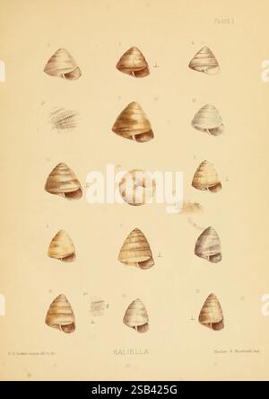 Terre et eau douce Mollusca of India, Londres, Taylor et Francis, 1882-, Asie, Inde, mollusques, coquillages, cette collection présente une variété de coquillages, en particulier du genre Kalilella. Chaque coque est affichée dans un arrangement systématique, mettant en évidence leurs formes, motifs et textures distincts. Les illustrations détaillées soulignent les caractéristiques uniques de chaque spécimen, avec différents angles et perspectives. Des numéros accompagnent chaque coquille, indiquant leur identification au sein de la collection, qui sert de référence pédagogique pour l’étude de la biologie marine et de la conchologie. Th Banque D'Images