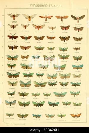 Die Gross-Schmetterlinge der Erde, Stuttgart, Alfred Kernen, 1909-, papillons, lepidoptera, illustration scientifique détaillée présentant une collection de diverses espèces de papillons de la famille des Phaudinae-Procris. Chaque spécimen est méticuleusement disposé dans un format de grille, affichant une gamme variée de couleurs et de motifs d'ailes. La mise en page comprend des étiquettes pour chaque espèce, indiquées par des lettres de 'a' à 'p'. Les papillons de nuit présentent une variété de teintes, y compris des bleus vibrants, des verts, des bruns et des tons sourds, soulignant leurs caractéristiques uniques et leur beauté naturelle. Ce tableau pédagogique sert un Banque D'Images