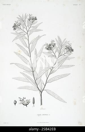 Tentamen florae Abyssinicae Parisiis, Arthus Bertrand, 1847-1851, illustration botanique mettant en vedette la plante **Clitoria langcifolia**, mettant en valeur ses feuilles allongées et ses fleurs délicates. Le rendu détaillé met en évidence les textures complexes des feuilles et la structure des fleurs, y compris les fleurs à différents stades de développement. En bas, il y a des représentations plus petites des bourgeons et des graines de la plante, offrant une vue complète de ses éléments reproducteurs. L'arrangement met l'accent sur les caractéristiques botaniques, améliorant l'étude de cette espèce particulière. Banque D'Images