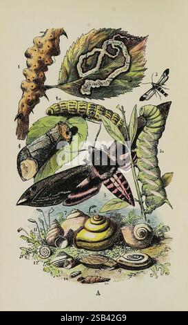 The Common Objects of the Country, Londres, George Routledge and sons, 1894, zoologie., l'illustration présente une étude complexe du cycle de vie et des différentes étapes d'un papillon de nuit, mettant en évidence un grand papillon de nuit magnifiquement détaillé au centre, caractérisé par ses motifs d'ailes noires et roses frappantes. Il est entouré de plusieurs stades de vie et formes connexes, y compris une chenille qui semble se nourrir sur une feuille, et une variété d'escargots positionnés à la base. L'illustration met également en évidence différentes formes de feuillage, avec des textures et des détails qui reflètent un envir naturel riche Banque D'Images