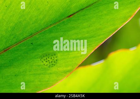 Costa Rica, Arenal. Oeufs de grenouille en verre (Hyalinobatrachium ruedai) sur le fond de la feuille montrant des têtards à l'intérieur. Banque D'Images