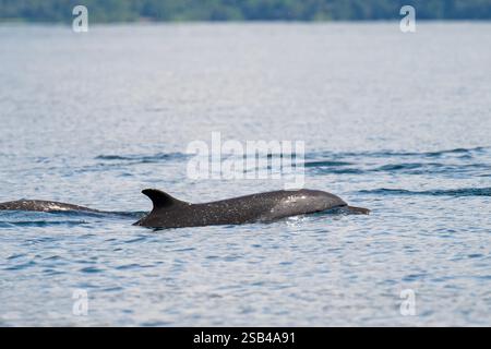 Costa Rica, péninsule d'Osa, Golfito, Golfo Dulce. Dauphin tacheté pantropical (Stenella attenuata) Banque D'Images