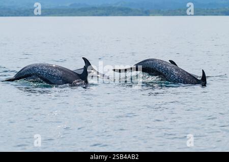 Costa Rica, péninsule d'Osa, Golfito, Golfo Dulce. Nacre de dauphin tacheté pantropical (Stenella attenuata) Banque D'Images