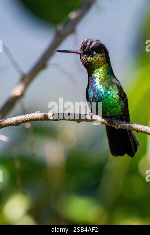 Costa Rica, montagnes Talamanca, Savegre. Colibri à gorge de feu (Panterpe insignis). Banque D'Images
