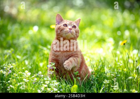 Chat avec une patte dans l'air dans la nature à l'extérieur. Un chaton de gingembre est assis sur une pelouse de fleurs par une journée d'été ensoleillée. Banque D'Images