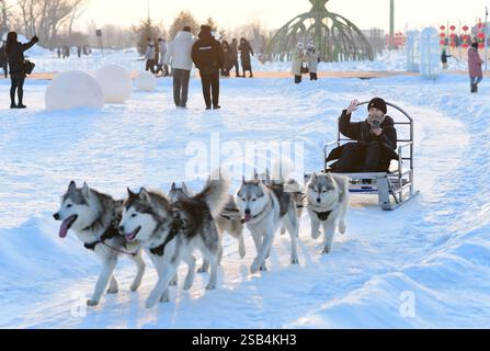 HOHHOT, CHINE - 31 JANVIER 2025 - les touristes font l'expérience du traîneau à chiens au 4e Festival de glace et de neige de Hohhot 2025 à Hohhot, Mongolie intérieure, Chine Banque D'Images