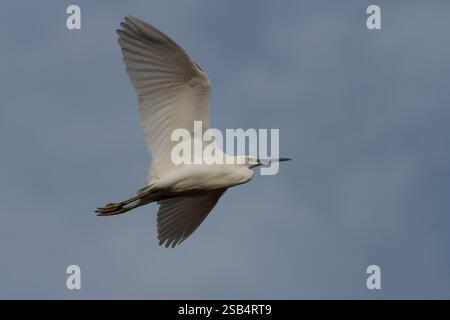 Une petite aigrette (Egretta Garzetta) en vol. Kanagawa, Japon. Banque D'Images