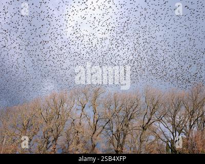 Troupeau d'étoiles en train de faire leur spectacle aérien au-dessus des arbres sans feuilles. Soulinari, Péloponnèse, Grèce. Banque D'Images
