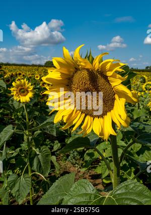 Grand tournesol jaune vif ensoleillé poussant dans un champ de tournesols d'un agriculteur (Helianthus) en août, Leicestershire, Angleterre, Royaume-Uni Banque D'Images