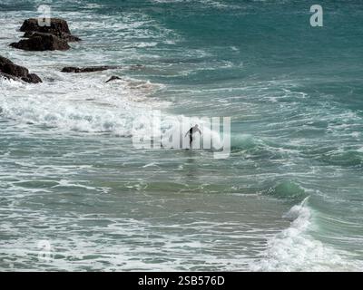 Un surfeur solitaire en combinaison sur les vagues près des rochers de Porth Chapel Beach sur la côte sud des Cornouailles fin septembre, Cornouailles, Angleterre, Royaume-Uni Banque D'Images