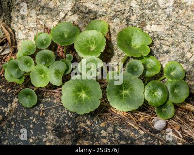 Feuilles vertes rondes ensoleillées de Wall Pennywort (umbilicus rupestris) poussant dans une crevasse dans la roche granitique de Cornouailles en septembre, Cornouailles, Angleterre, Royaume-Uni. Banque D'Images
