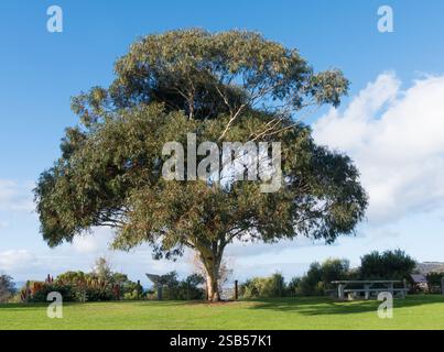 Grand eucalyptus dans la réserve de Lloyd Collins par jour ensoleillé à Penneshaw, Kangaroo Island, Australie. Banque D'Images