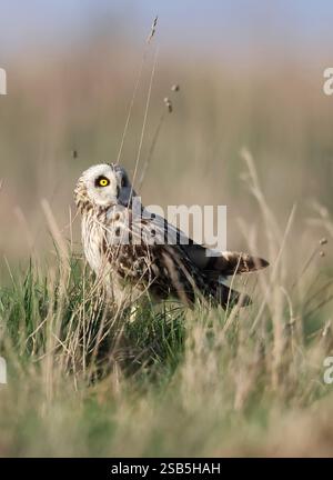 Un hibou à oreilles courtes (Asio flammeus) chassant les collines des Cotswold en hiver Banque D'Images