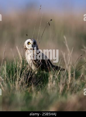 Un hibou à oreilles courtes (Asio flammeus) chassant les collines des Cotswold en hiver Banque D'Images