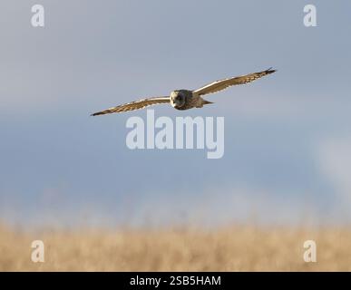 Un hibou à oreilles courtes (Asio flammeus) chassant les collines des Cotswold en hiver Banque D'Images
