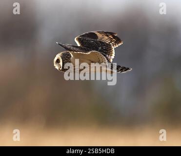 Un hibou à oreilles courtes (Asio flammeus) chassant les collines des Cotswold en hiver Banque D'Images