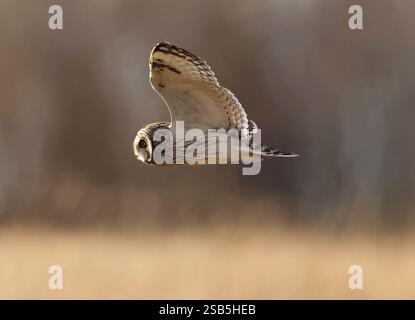 Un hibou à oreilles courtes (Asio flammeus) chassant les collines des Cotswold en hiver Banque D'Images