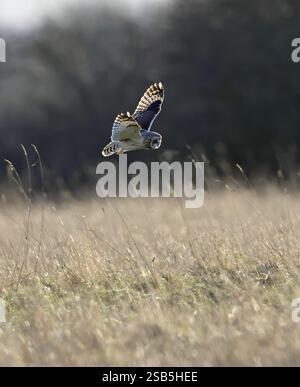 Un hibou à oreilles courtes (Asio flammeus) chassant les collines des Cotswold en hiver Banque D'Images