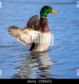 Ailes d'étirement vibrantes de canard colverts sur une surface d'eau claire Banque D'Images