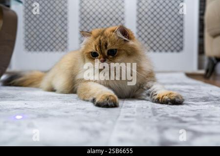 Alerte NY11 femme British Longhair Cat concentré sur le faisceau laser en intérieur Banque D'Images