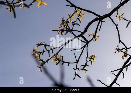 le premier feuillage et fleurs en forme de boucles d'oreilles en noyer, branches avec feuillage et fleurs de noyer sur un ciel bleu Banque D'Images