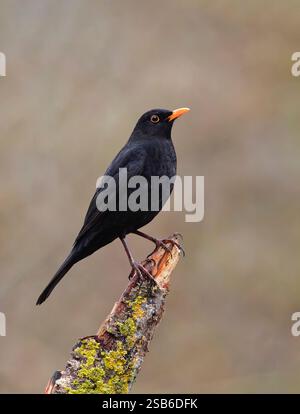 Un mâle adulte, (Turdus merula), perché sur une vieille branche d'arbre Banque D'Images