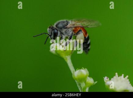 image d'abeille de miel. image macro d'abeille de miel. Banque D'Images
