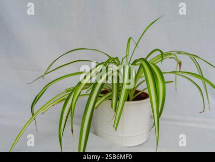 Chlorophytum comosum également connu sous le nom de 'Spider plant' sur fond blanc dans un pot blanc Banque D'Images