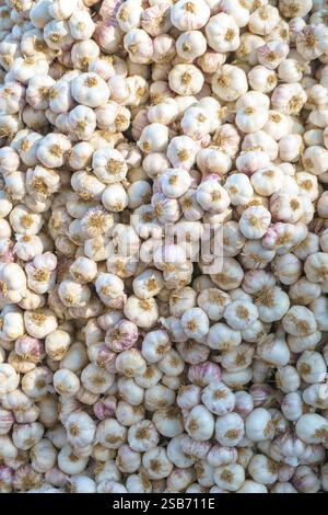 vue aérienne d'un grand tas de bulbes d'ail frais aux teintes naturelles blanches et violettes. Cette image en gros plan capture la texture et les détails du GA Banque D'Images