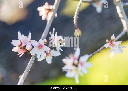 Bee recueille le nectar de délicates fleurs d'amande sur une branche ensoleillée. Banque D'Images