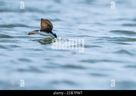 Arborez de l'eau potable peu profonde tout en survolant le fleuve Laurent pendant une chaude journée d'été. Banque D'Images
