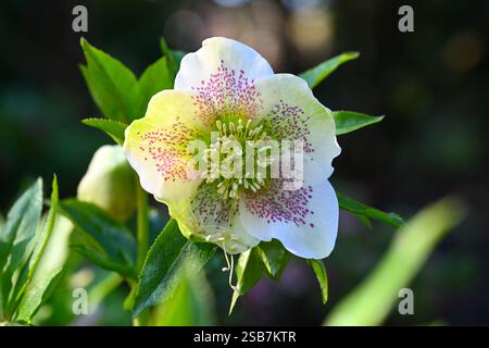 Blanc avec taches roses fleur d'hiver de hellebore UK jardin février Banque D'Images