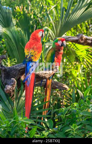 Deux perroquets sont perchés sur une branche dans une jungle verdoyante. Les oiseaux sont de couleurs vives et semblent profiter de l'environnement chaud et humide Banque D'Images