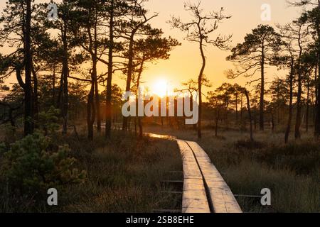 Le lever du soleil illumine un chemin en bois à travers une tourbière estonienne pittoresque, créant une atmosphère magique. Banque D'Images