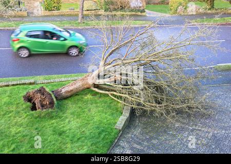Une voiture passant devant un jardin de banlieue / cour avant avec un arbre tombé déraciné par les vents forts d'une tempête de nuit. Angleterre, Royaume-Uni. Tempêtes Banque D'Images