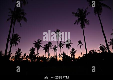 Cocotiers au crépuscule sur l'île de Gili Air, Lombok, Indonésie Banque D'Images