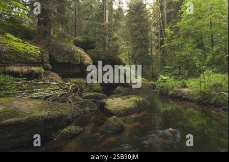 Forêt mixte et rivière Banque D'Images