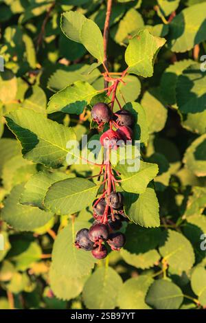 Un amas de bleuets suspendus à un arbre. Les feuilles sont vertes et les baies mûres Banque D'Images