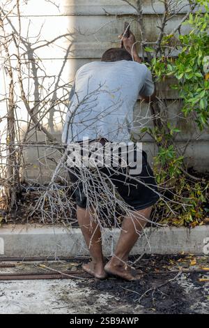 Un homme pieds nus essaie de tirer un arbre hors du sol Banque D'Images