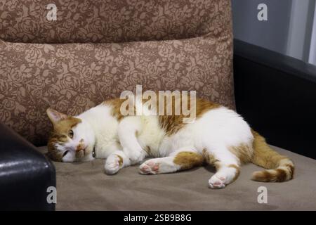 Le chat gingembre est couché sur le côté. Le chat se détache dans un fauteuil. Banque D'Images