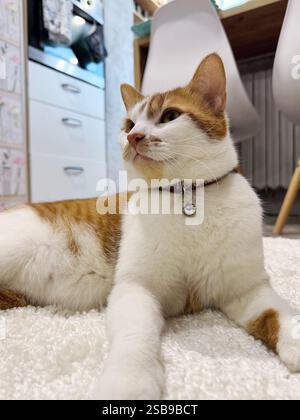 Portrait d'un chat au gingembre. Le chat est assis sur le sol, regardant sur le côté. Banque D'Images