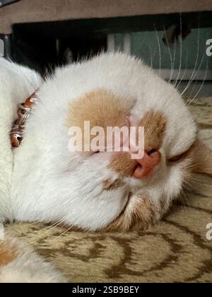 Les chats font face en gros plan. Le chat au gingembre est en train de sombrer sur le sol, sur un tapis roulant. Couché sur le côté. Banque D'Images